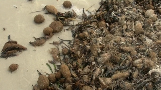 Free Video No Copyright, Brown, Food, Ground, Close, Texture