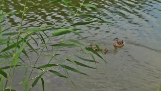 Free Video Stock Footage, Water Snake, Water, Lake, Snake, Pond