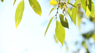 Free Videos Background, Leaf, Grove, Leaves, Plant, Branch