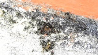 Free Water Stock Video, Ant, Insect, Arthropod, Invertebrate, Texture