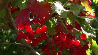 Free Website Background Videos, Currant, Fruit, Berry, Shrub, Woody Plant