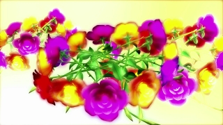 Free Website Background Videos, Tulip, Pink, Colorful, Lilac, Flower