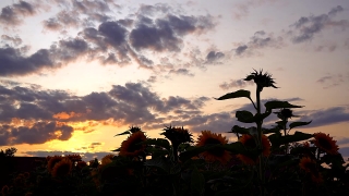 Free Website Video Footage, Sun, Sky, Sunset, Palm, Coconut