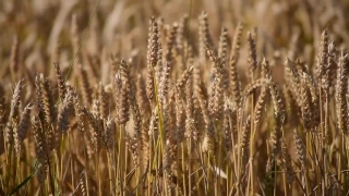 Free Without Copyright Intro Video, Wheat, Cereal, Field, Agriculture, Harvest