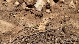 Free World War 2 Stock Footage, Dung Beetle, Beetle, Insect, Texture, Stone