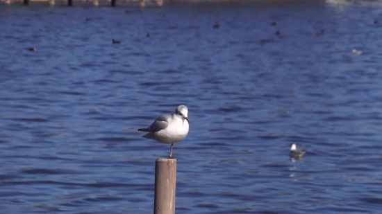 Free Worship Video Backgrounds, Gull, Coastal Diving Bird, Seabird, Bird, Sea