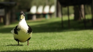 Free Youtube Stock Footage, Bird, Magpie, Beak, Wildlife, Feather