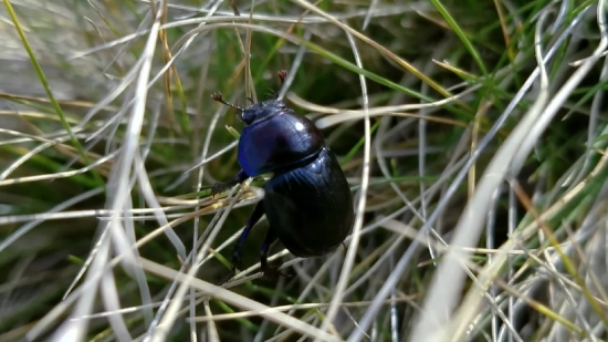 Free Youtube Videos To Use, Dung Beetle, Beetle, Insect, Wildlife, Plant