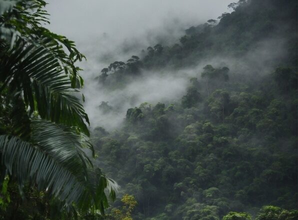 Cloud, Plant, Sky, Natural Landscape, Tree, Fog