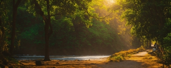 Royalty Free Stock Footage Free Download, Water, Plant, Natural Landscape, Wood, Sunlight