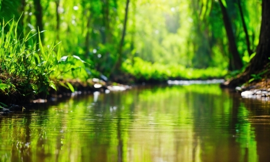 Water, Plant, Green, Fluvial Landforms Of Streams, Natural Landscape, Wood