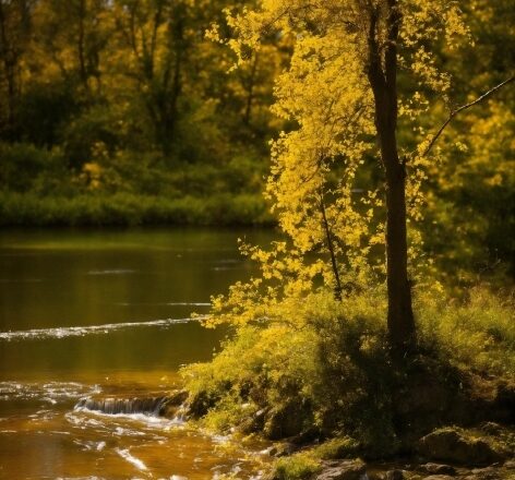 Water, Plant, Natural Landscape, Wood, Branch, Fluvial Landforms Of Streams