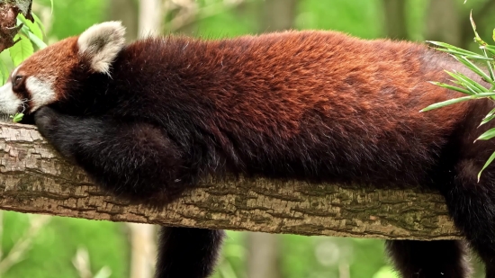 4k Stock Videos, Monkey, Mammal, Primate, Wildlife, Lesser Panda