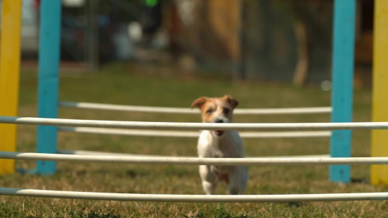 60 Fps Stock Footage, Dog, Pet, Canine, Terrier, Hunting Dog