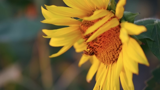 8mm Film Leader Stock Footage, Sunflower, Flower, Yellow, Petal, Plant