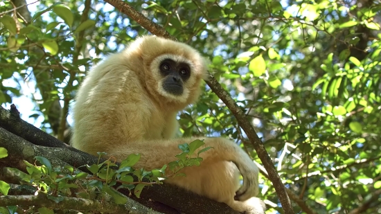 Adobe Stock Video, Gibbon, Ape, Primate, Monkey, Wildlife