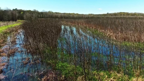 Air Pollution Stock Footage, Tree, Reed, Landscape, Willow, Vascular Plant