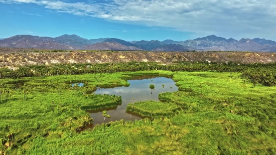 Animated Background Copyright Free, Forest, Land, Swamp, Landscape, River