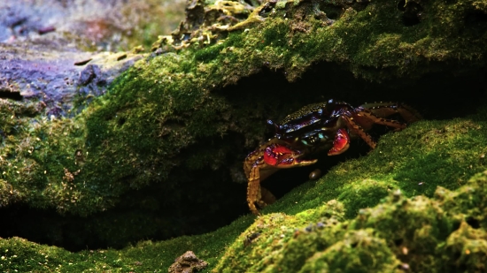 Artgrid Stock Footage, Rock Crab, Crab, Crustacean, Arthropod, Mountain