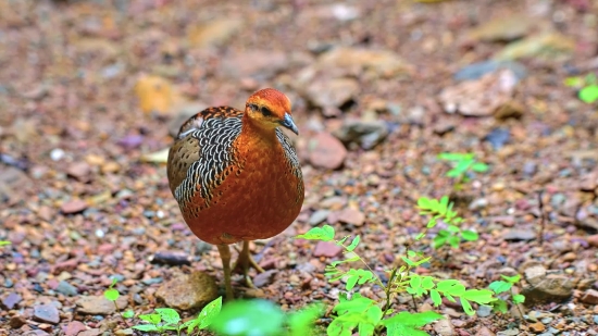 Avidemux, Partridge, Game Bird, Bird, Game, Feather