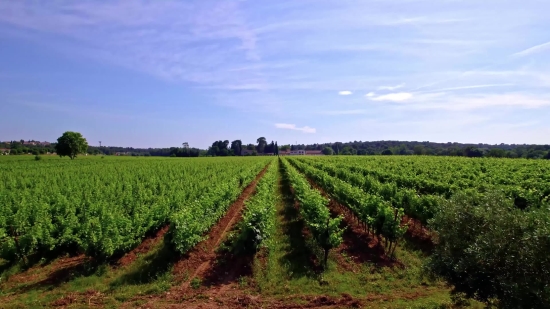 Background Video Free Download Mp4, Field Soybean, Soy, Bean, Field, Legume