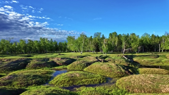 Background Video Gratis, Landscape, Tree, Grass, Forest, Field