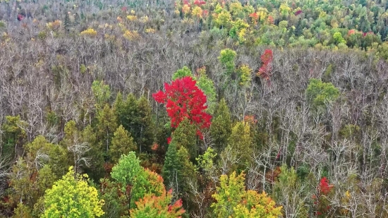 Background Video Png Download, Tree, Woody Plant, Vascular Plant, Shrub, Autumn