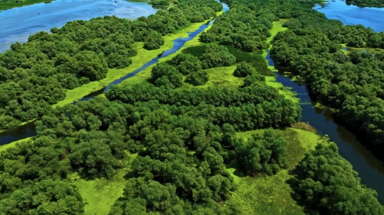 Balloon Stock Video, Tree, Landscape, Highland, Forest, Mountain