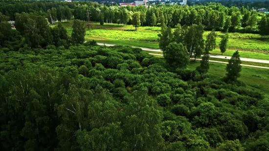 Best Background Video Download, Maze, Tree, Landscape, Forest, Plant