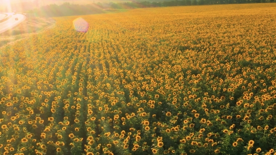 Best Free Stock Video Footage Websites, Sunflower, Field, Meadow, Rural, Agriculture