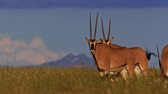 Best Stock Footage Subscription, Gazelle, Antelope, Wildlife, Ruminant, Wild