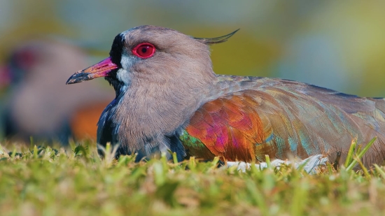 Best Stock Photo Sites, Bird, Aquatic Bird, Wildlife, Beak, Feather