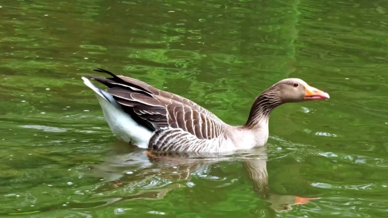 Best Stock Video, Goose, Waterfowl, Bird, Aquatic Bird, Wildlife