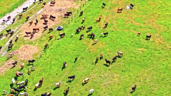 Bg Video For Kinemaster, Grass, Landscape, Golf, Field, Mountain