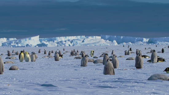 Blackbox Stock Photos, King Penguin, Penguin, Seabird, Landscape, Aquatic Bird