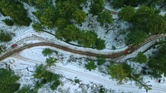 Blue Whale Video Clip, Tree, Woody Plant, Forest, Landscape, River