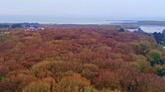 Bus Stock Footage, Heath, Landscape, Shrub, Steppe, Plain