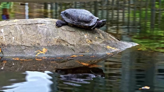 Buy Stock Footage, Mud Turtle, Turtle, Terrapin, Reptile, Water