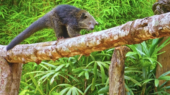 Buy Stock Photos, Rodent, Mammal, Wildlife, Wild, Mink