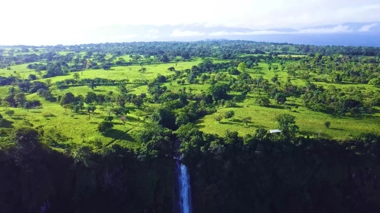 Cartoon Stock Video, Landscape, Tree, Rural, Forest, Sky