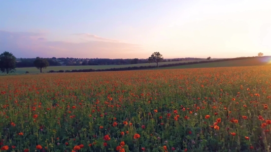 Clip To Tiktok, Flower, Sky, Field, Spring, Landscape