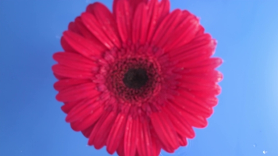 Completely Free Stock Videos, Daisy, Flower, Petal, Spring, Blossom