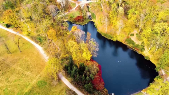 Cool Background Video Loops, Tree, Autumn, Fall, Woody Plant, Forest