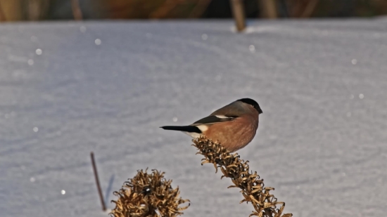 Copyright Free Stock Photos, Bird, Finch, Wildlife, Beak, Brambling