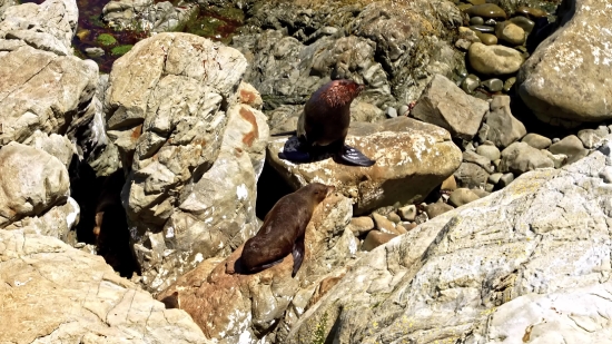 Copyright Free Stock Videos, Sea Lion, Eared Seal, Seal, Rock, Stone