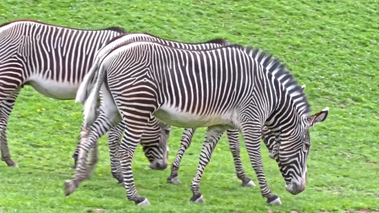 Copyright Free Videos For Youtube, Zebra, Equine, Ungulate, Wildlife, Safari