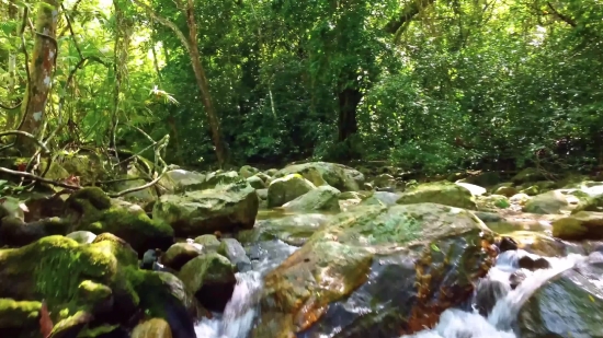 Copyright Free Youtube Video Download, Tree, River, Forest, Stream, Waterfall