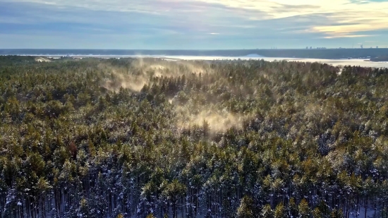 Creative Stock Video, Landscape, Snow, Sky, Shrub, Forest