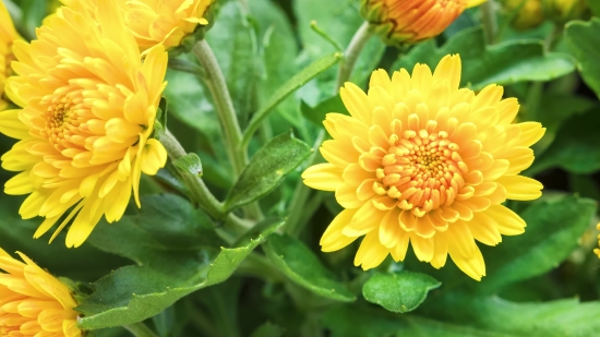 Crowd Cheering Stock Footage, Herb, Plant, Vascular Plant, Flower, Petal