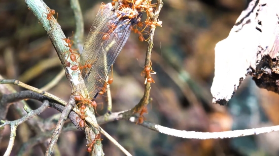 Dancing Stock Footage, Tree, Plant, Branch, Woody Plant, Vascular Plant